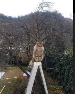 九游娱乐-太阳耀斑般击溃绿军，小贾伦生涯之夜如超新星爆发